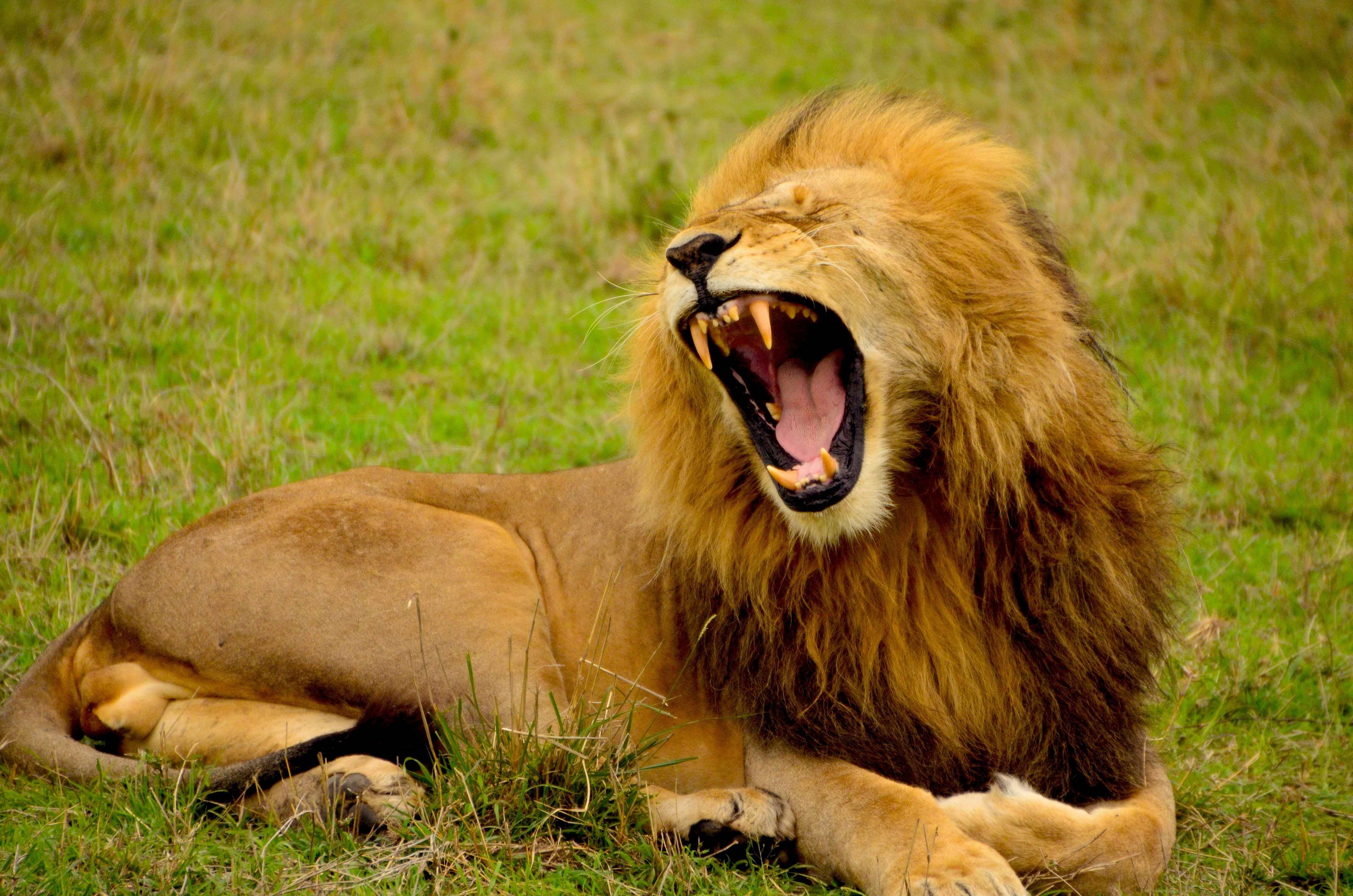 African safari landscape
