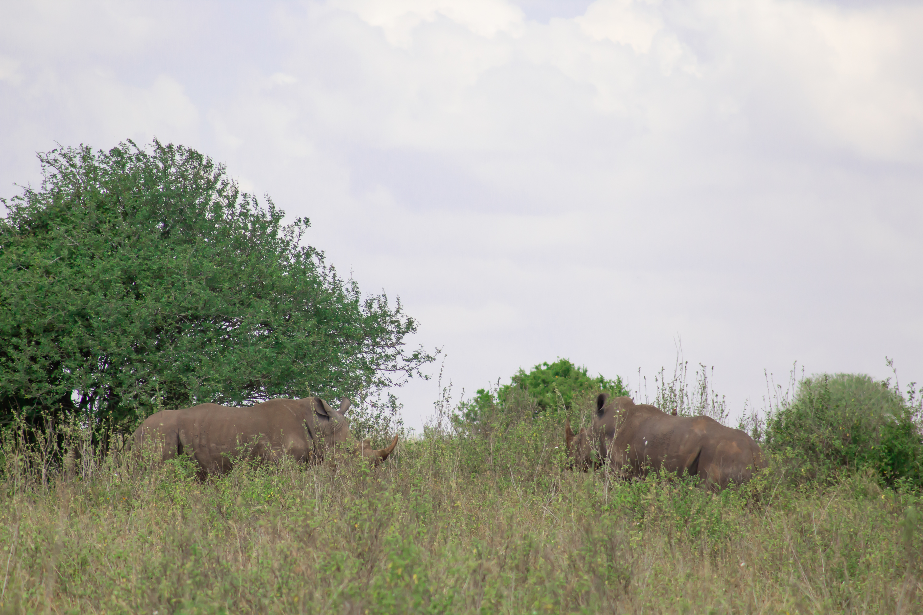 Safari in Kenya