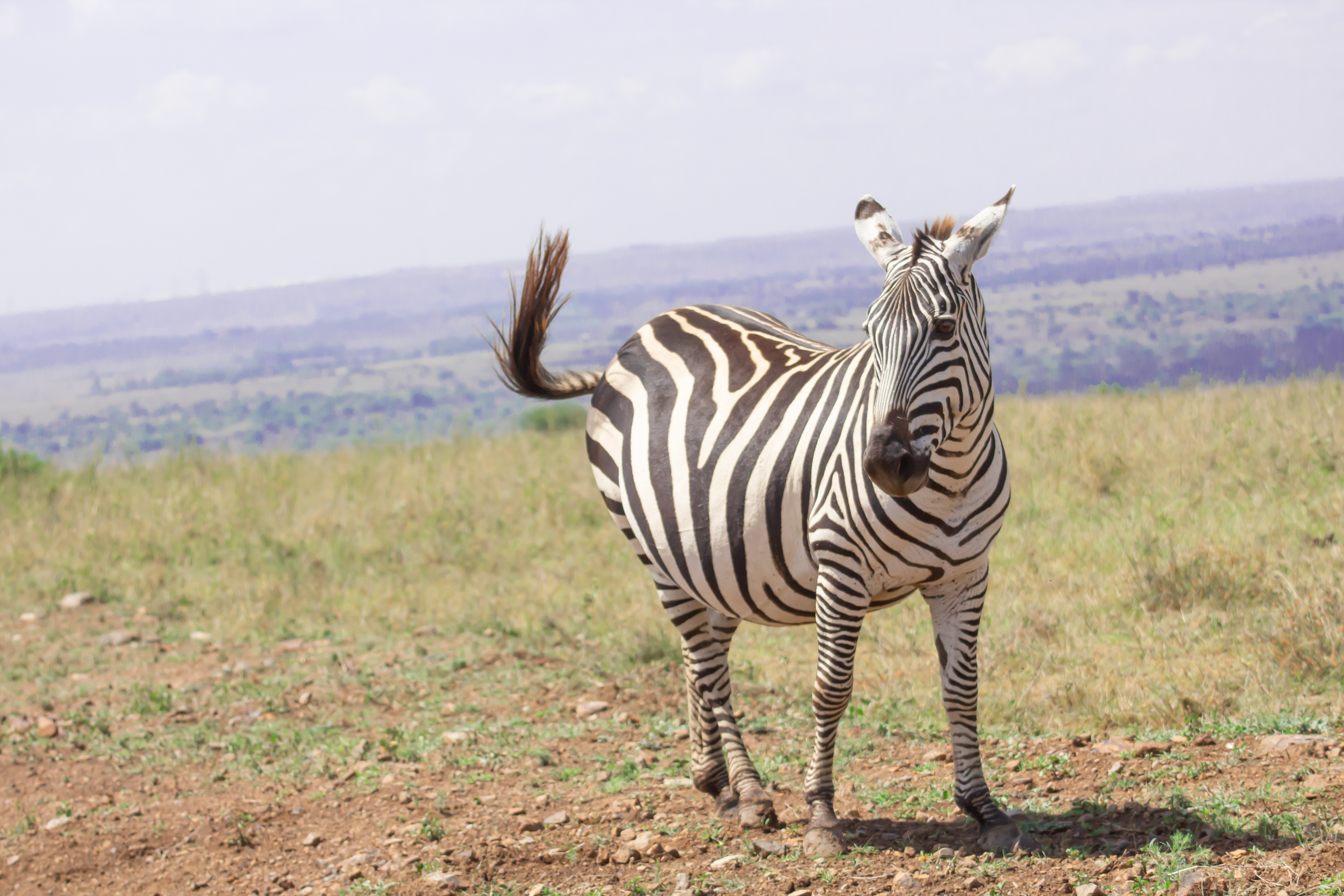 Safari in Uganda