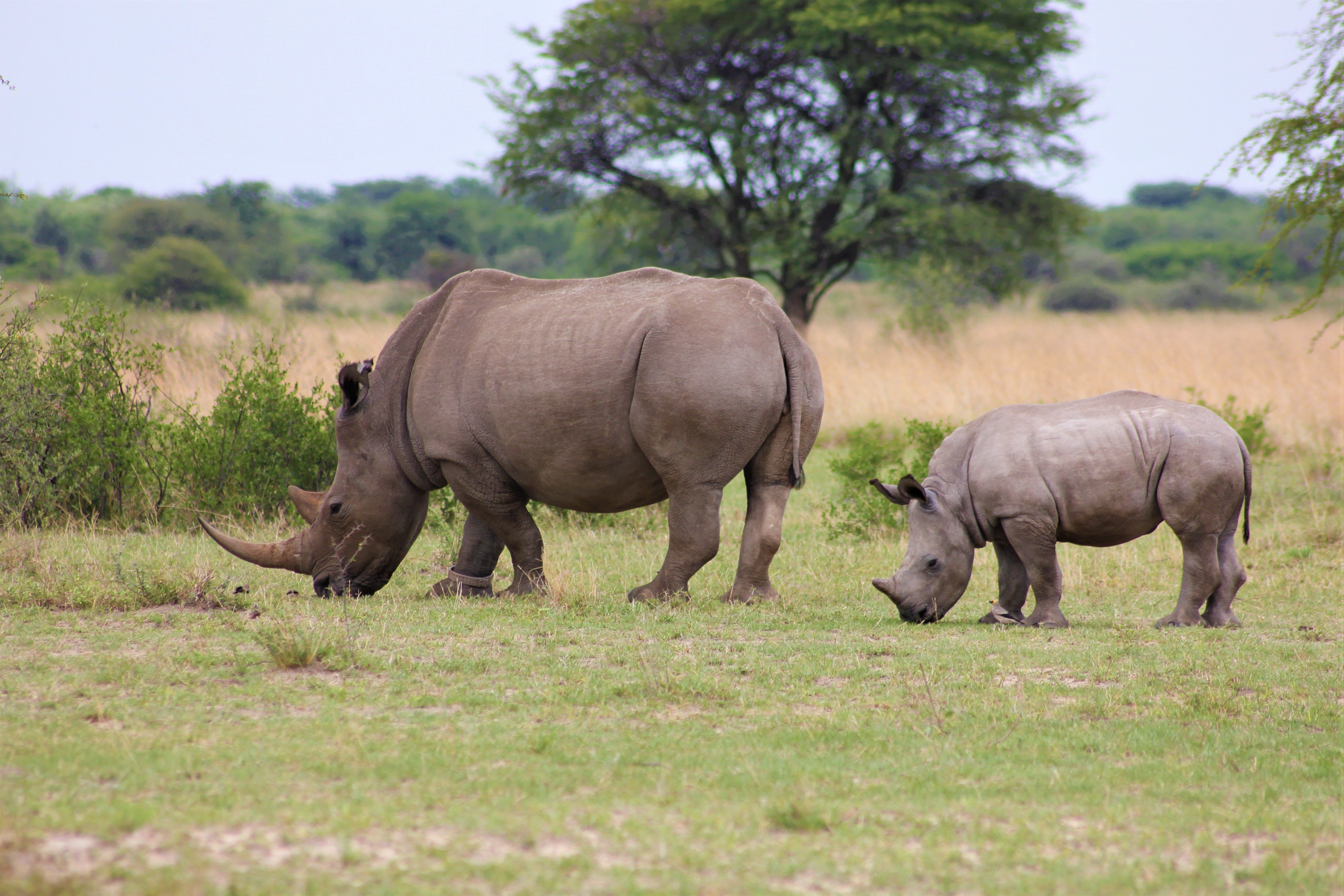 Amboseli National Park