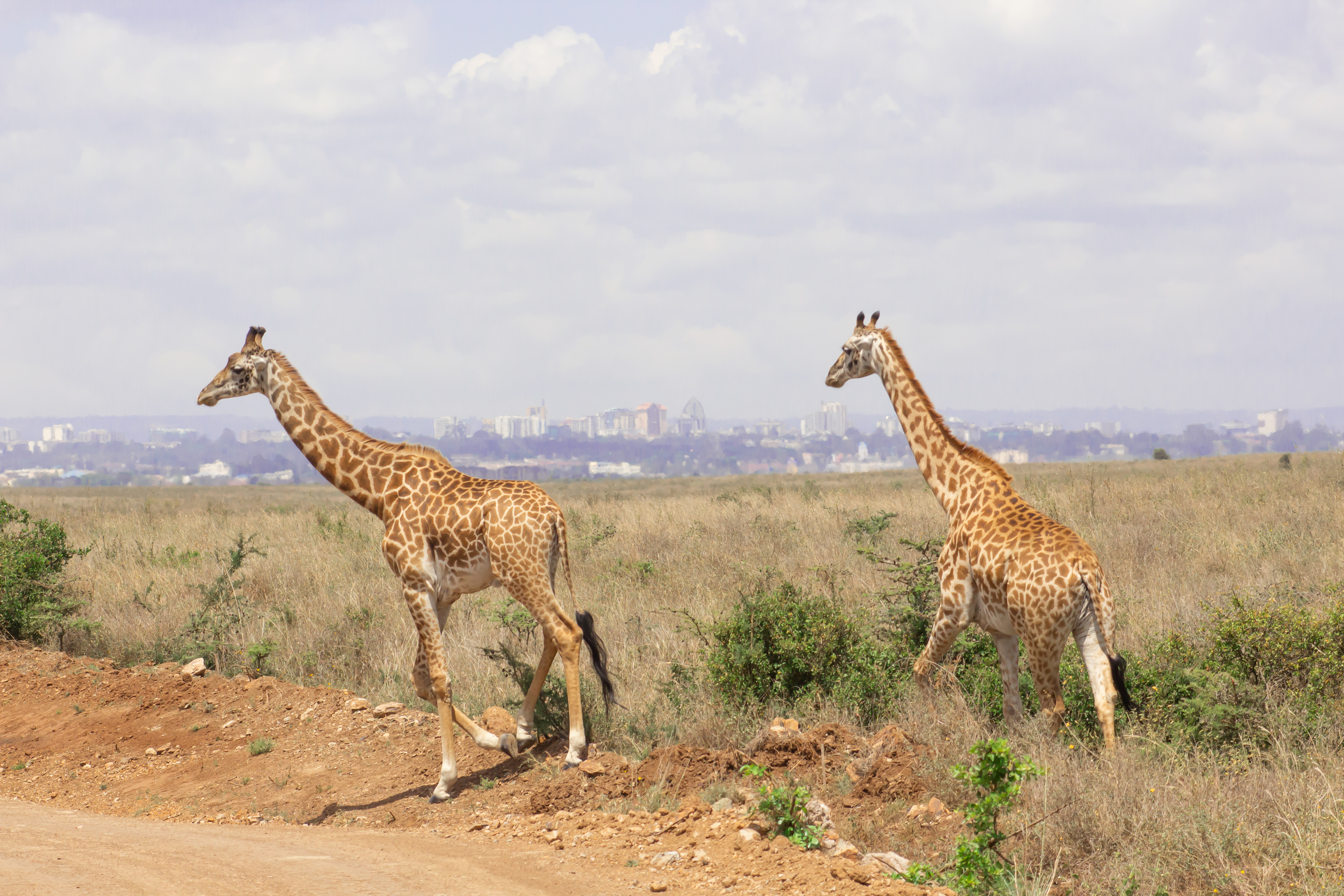 Kibale National Park