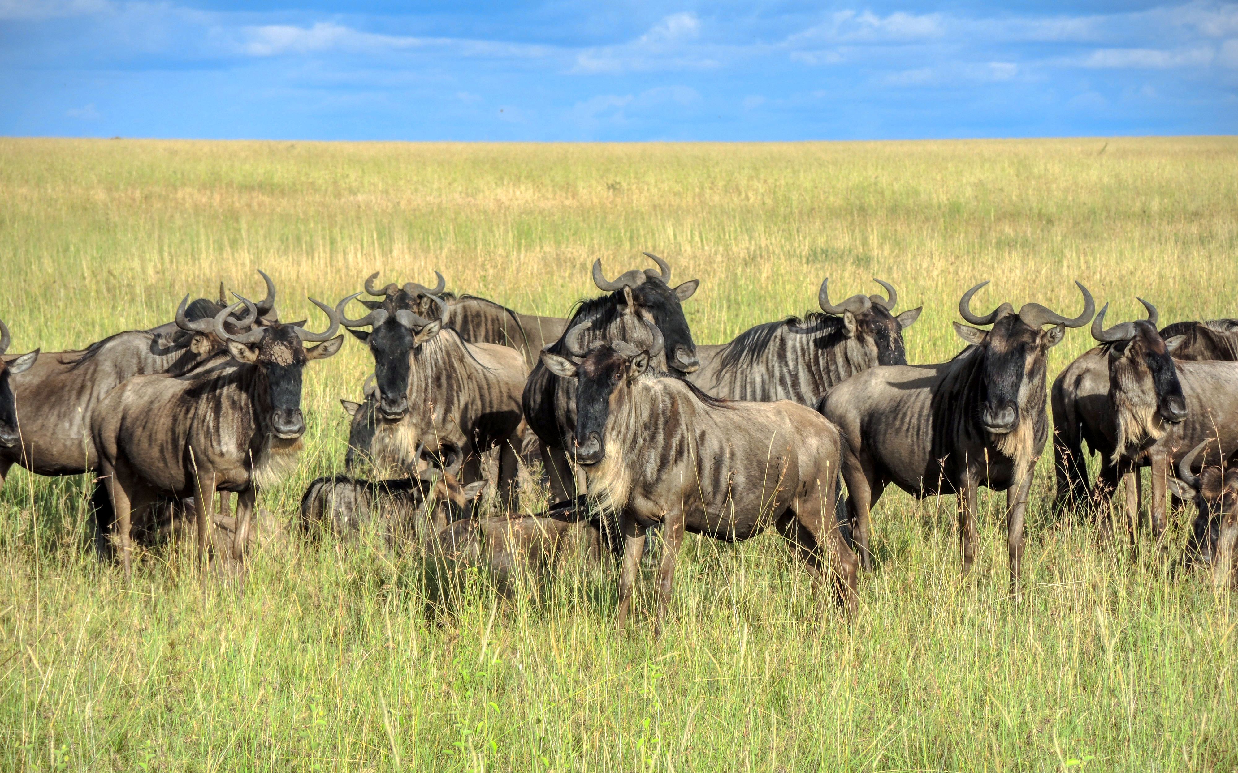 Maasai Mara