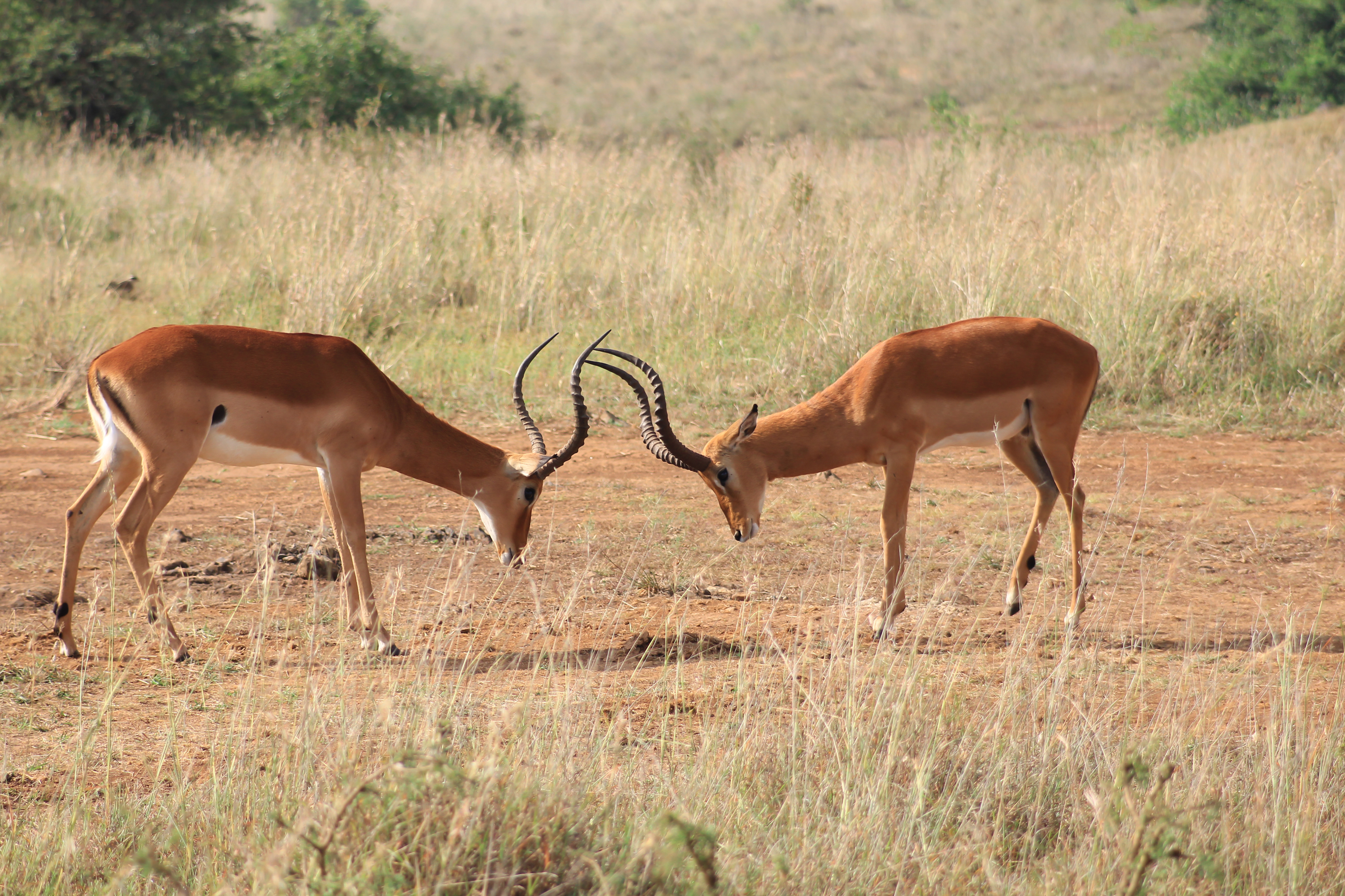 Ngorongoro Crater