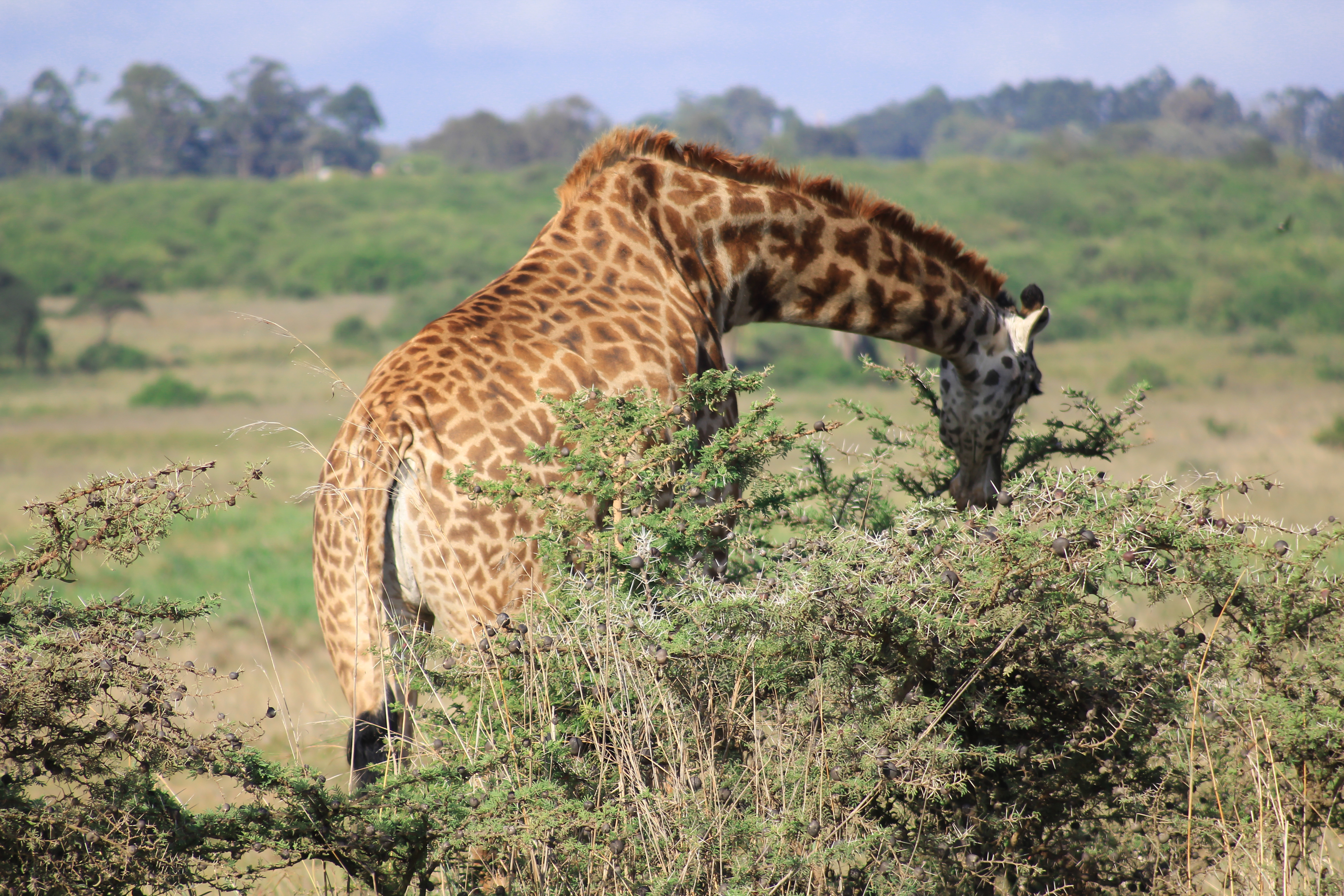 Samburu National Reserve
