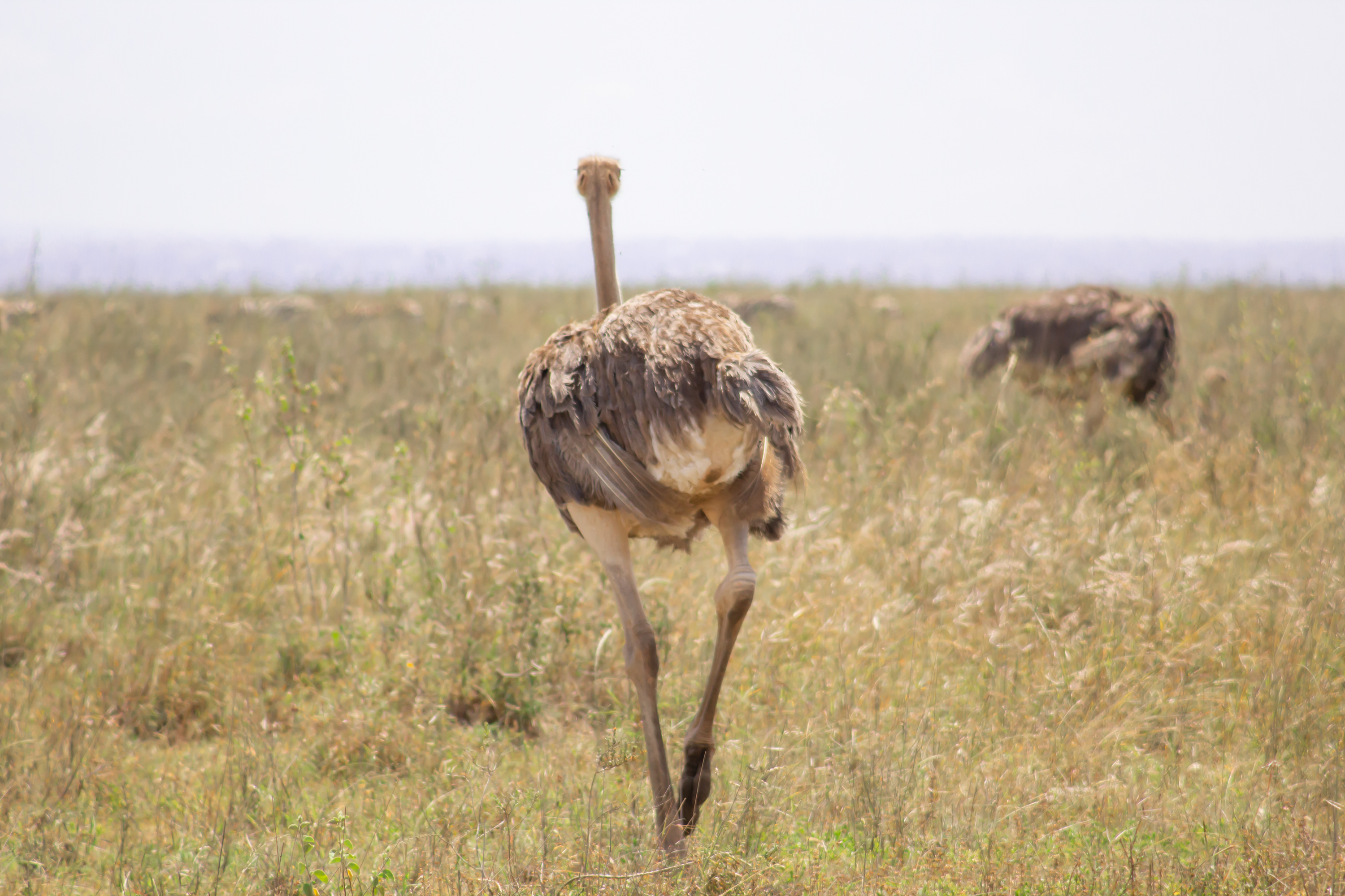 Tarangire National Park