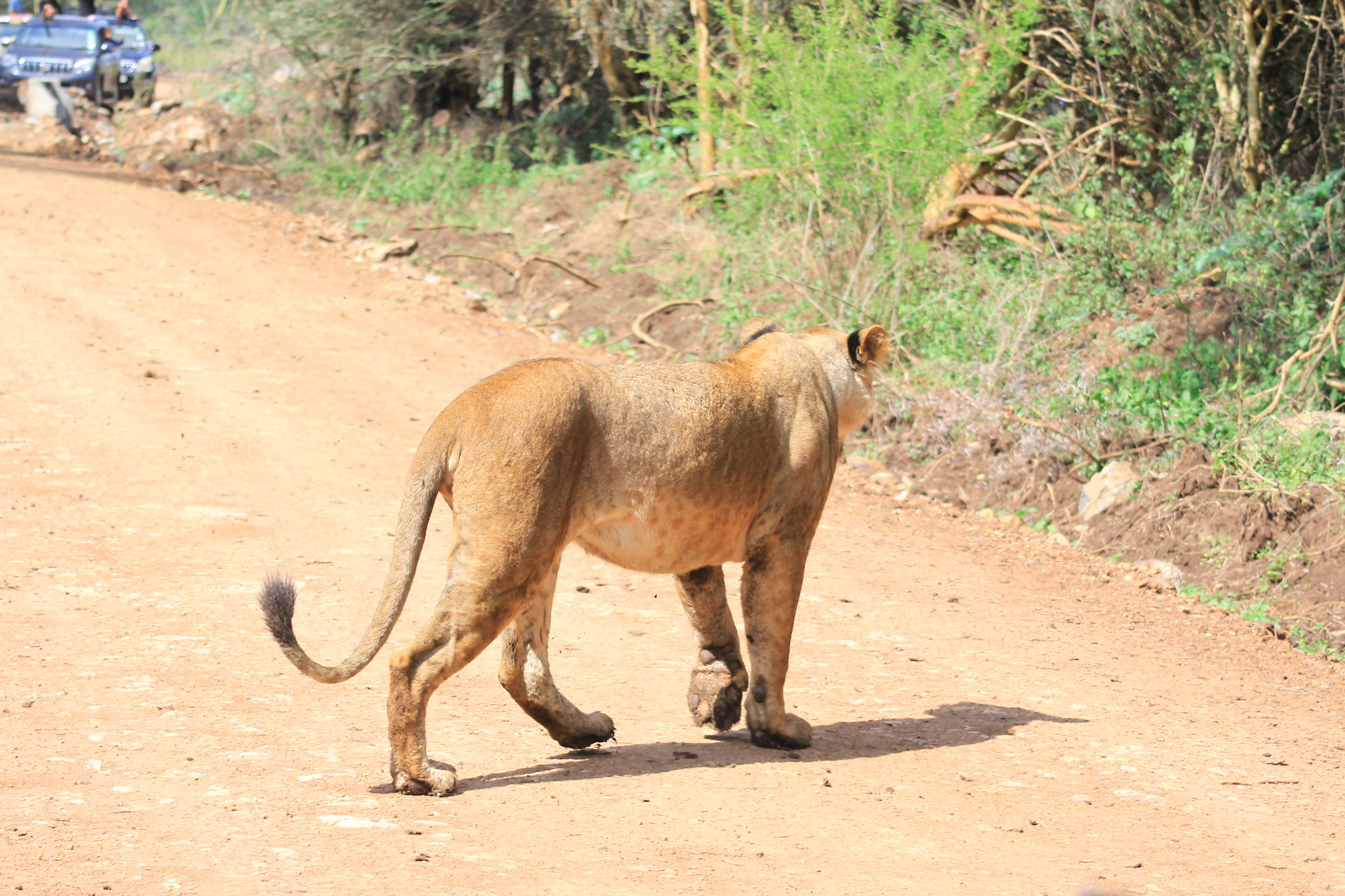 Tsavo National Parks