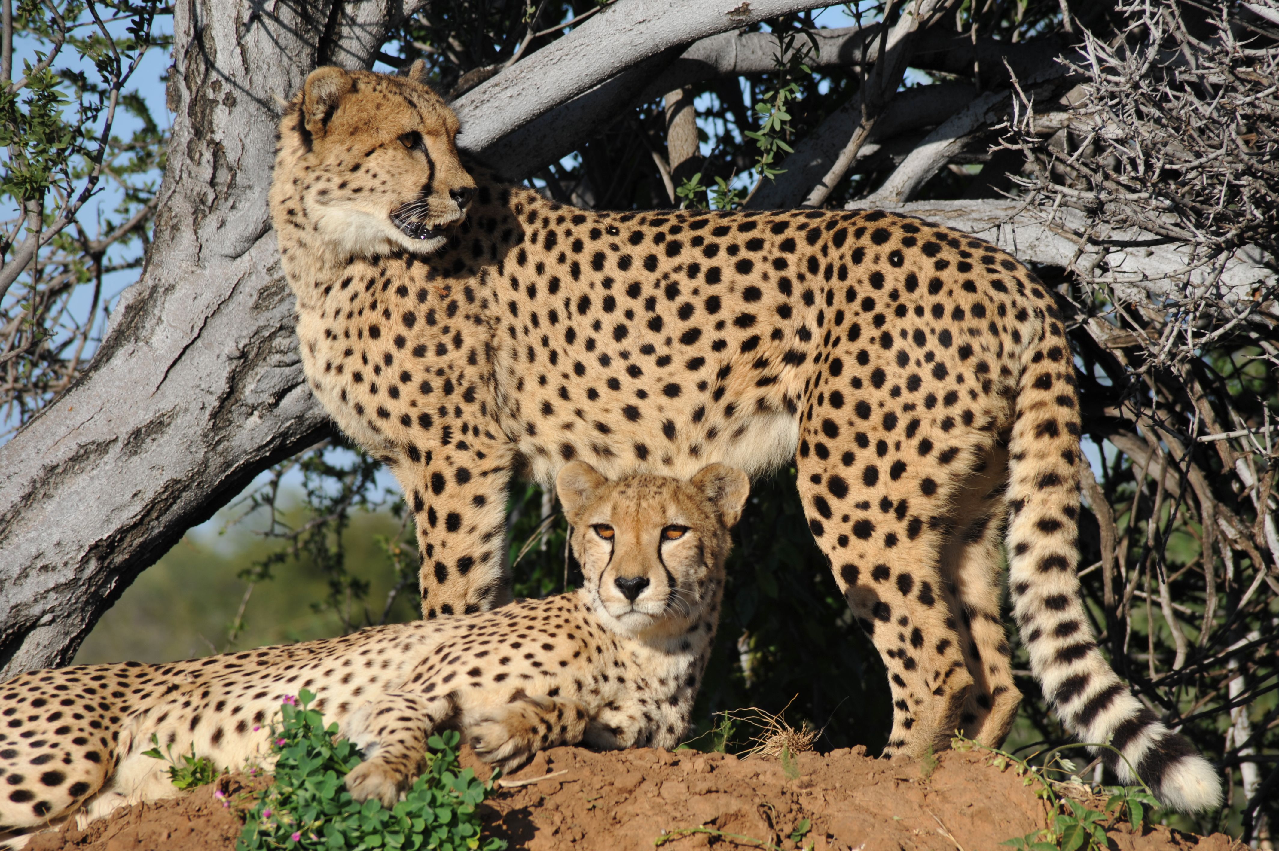 Maasai Mara photo 4