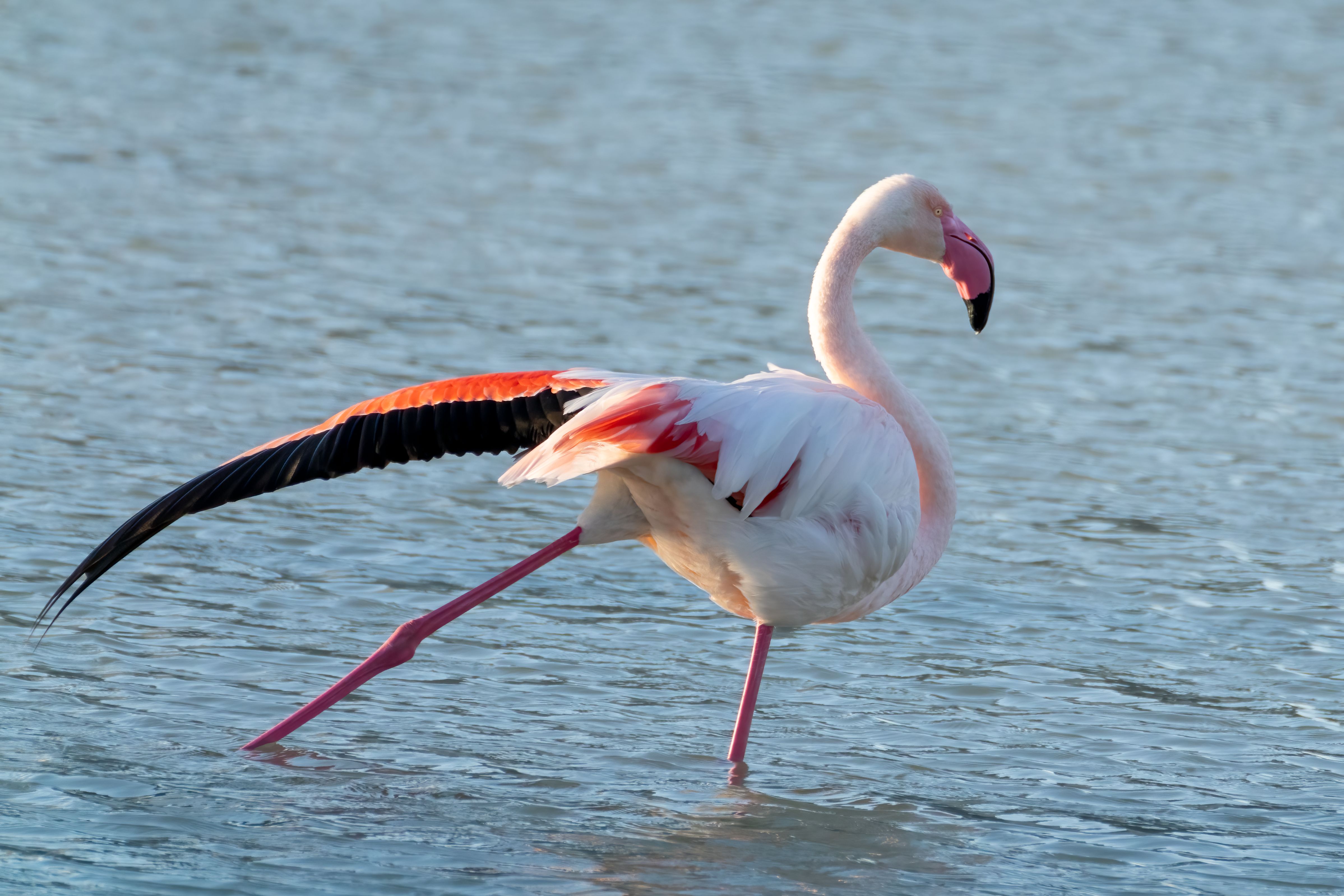 Lake Nakuru National Park photo 2