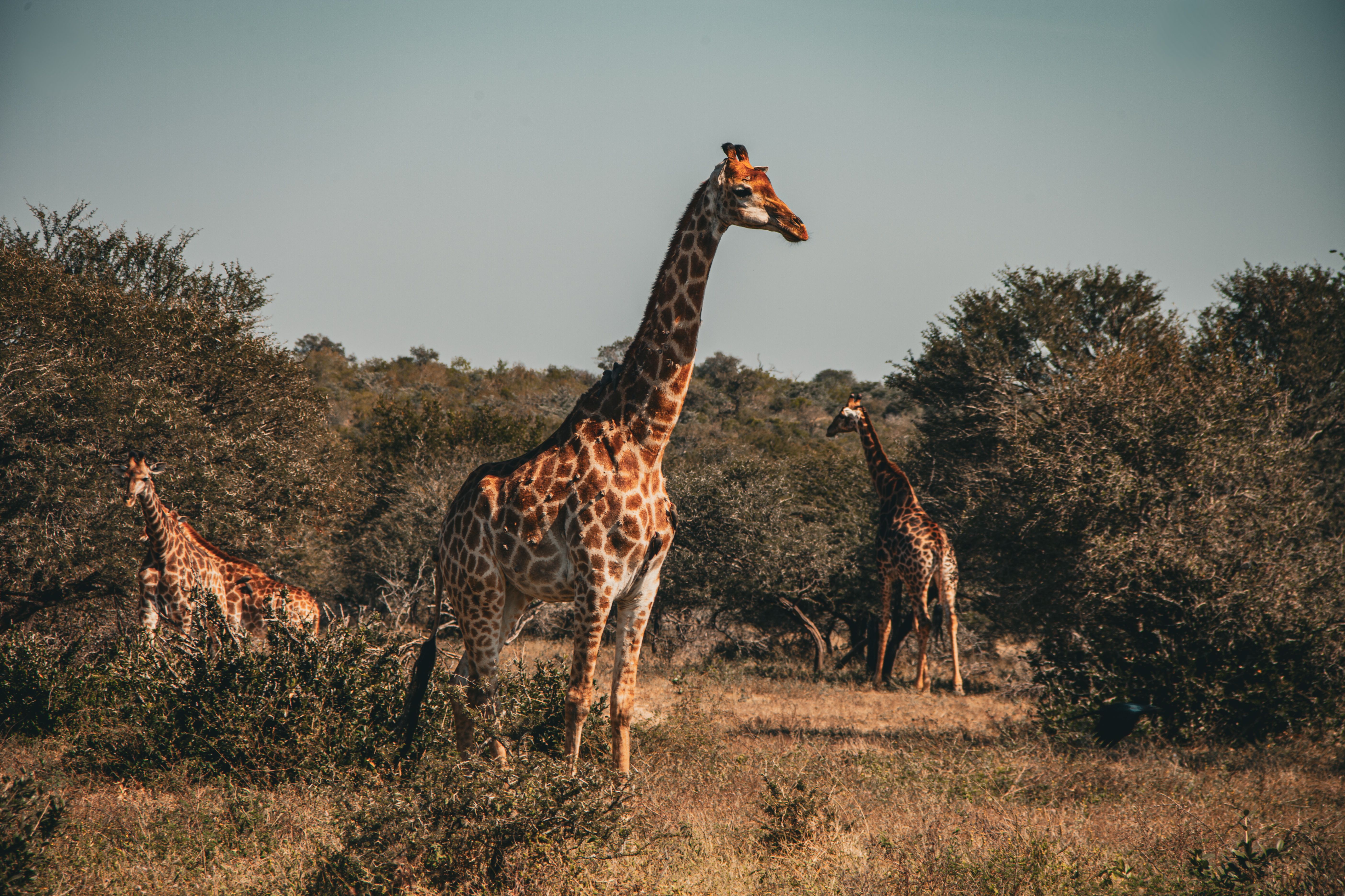 Samburu National Reserve photo 2