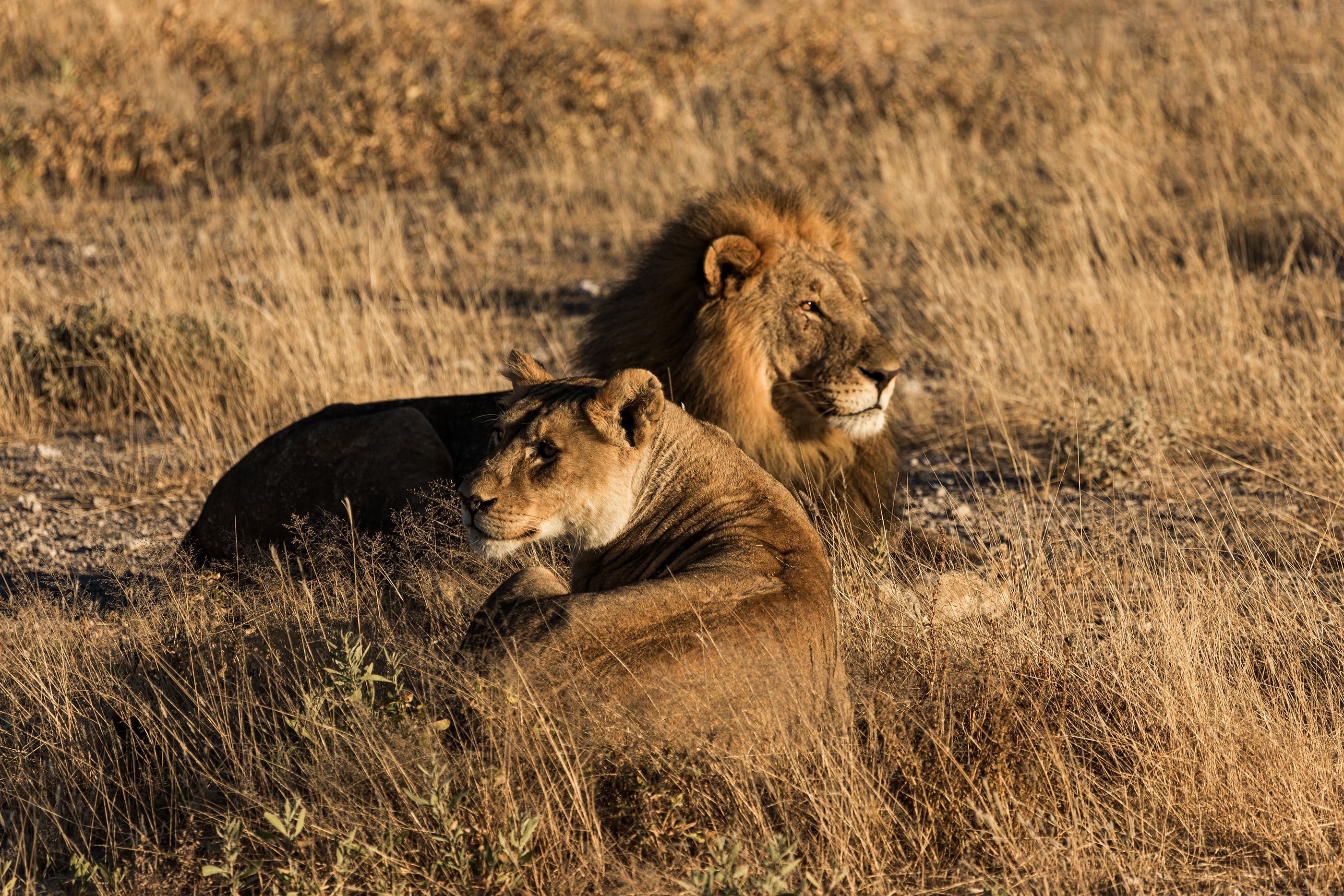 Maasai Mara photo 2