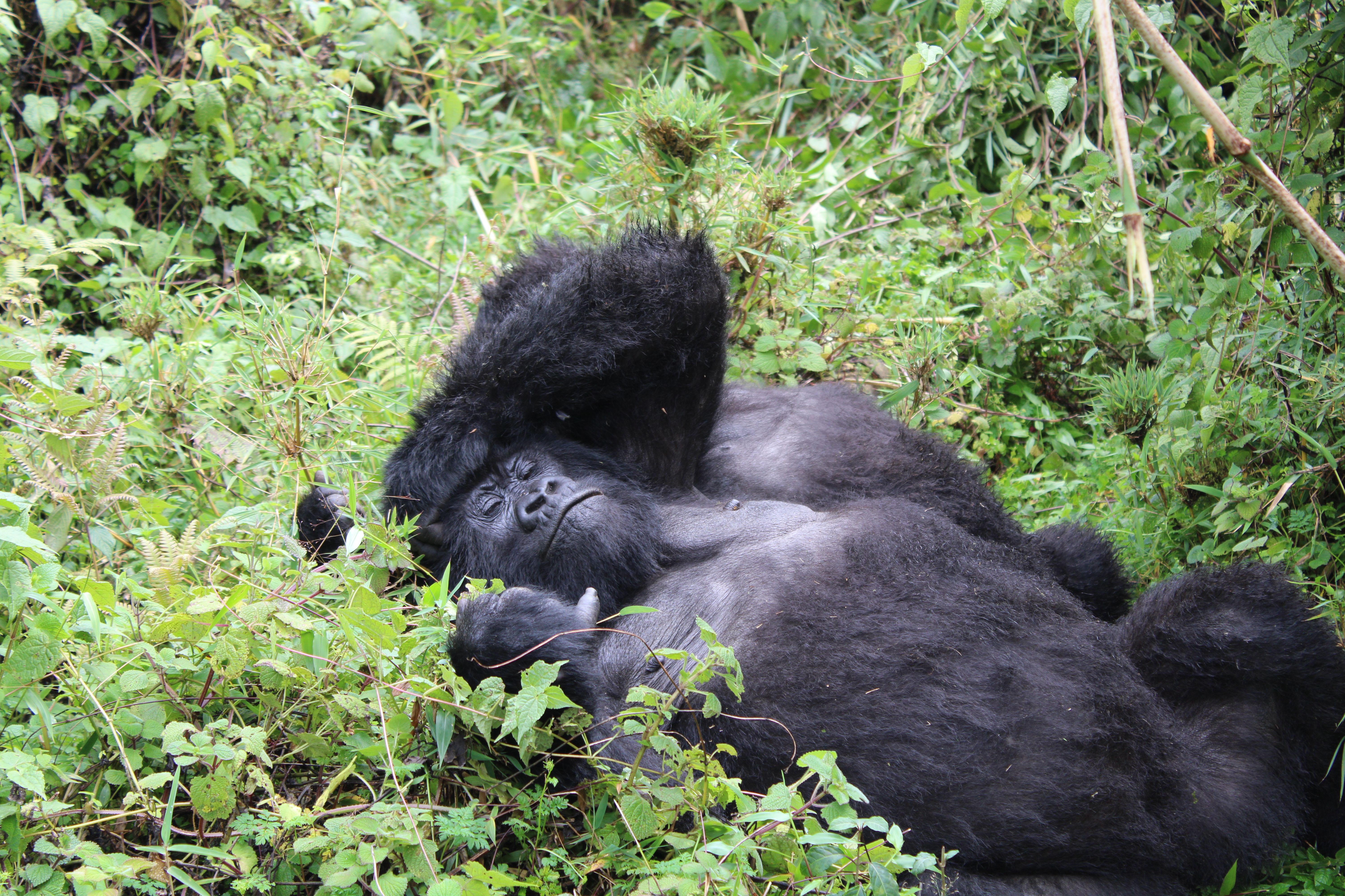 Bwindi Impenetrable Forest photo 2
