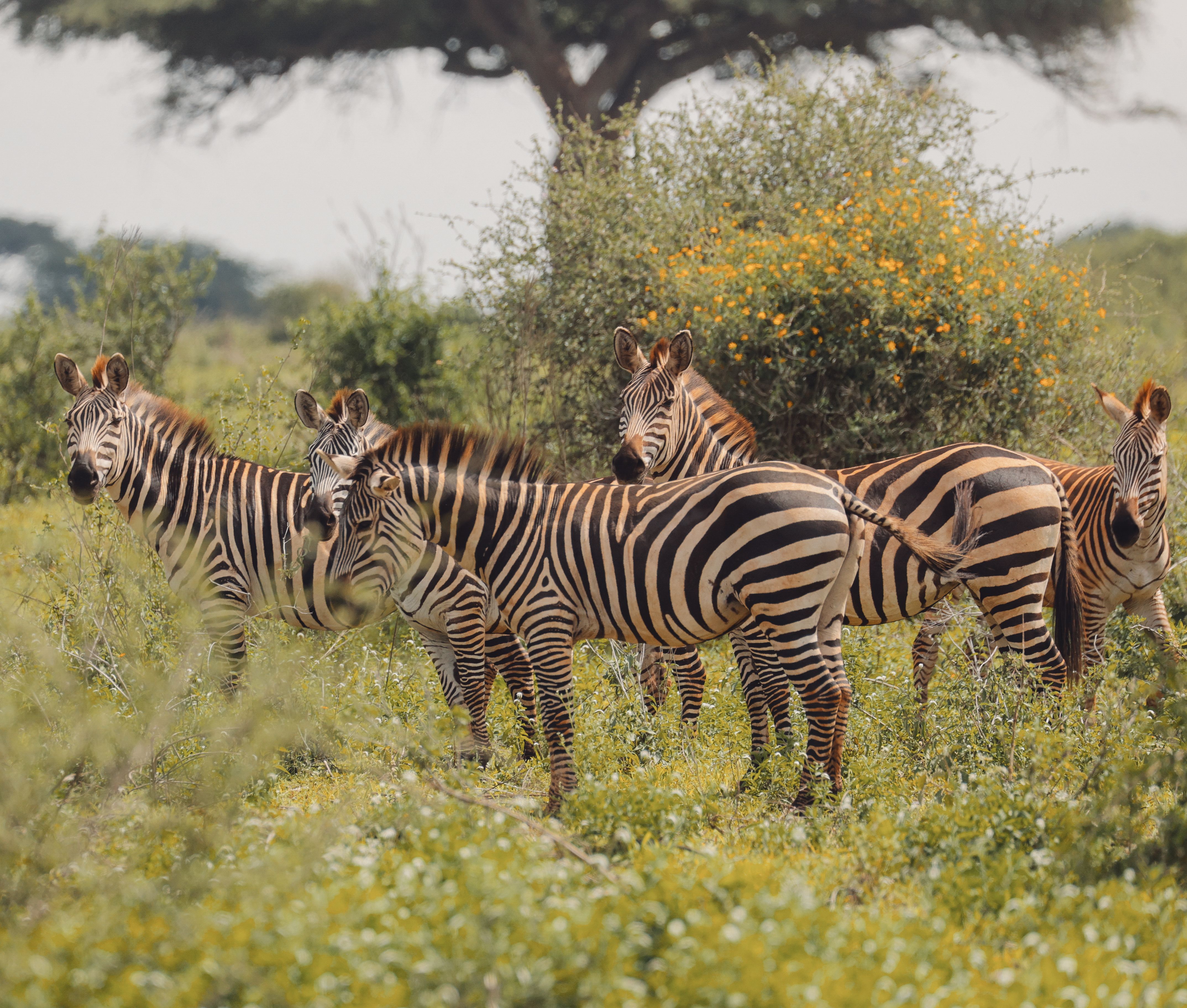 Amboseli National Park photo 3